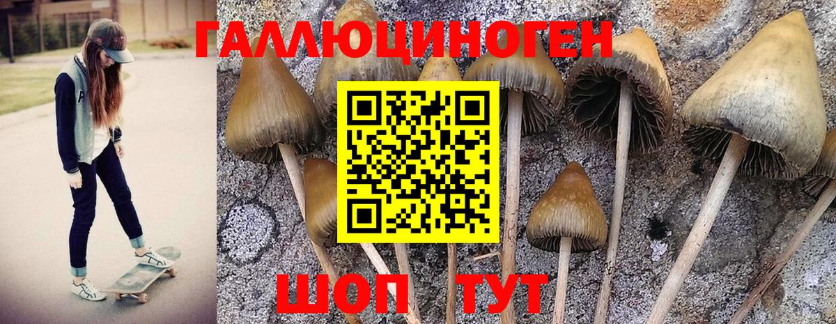 Галлюциногенные грибы Cubensis Пенза